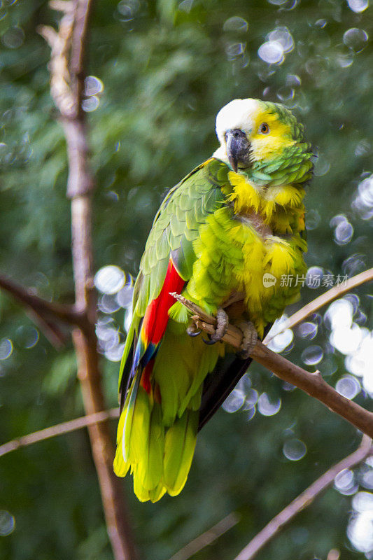 Foz do Iguaçu，热带鸟类